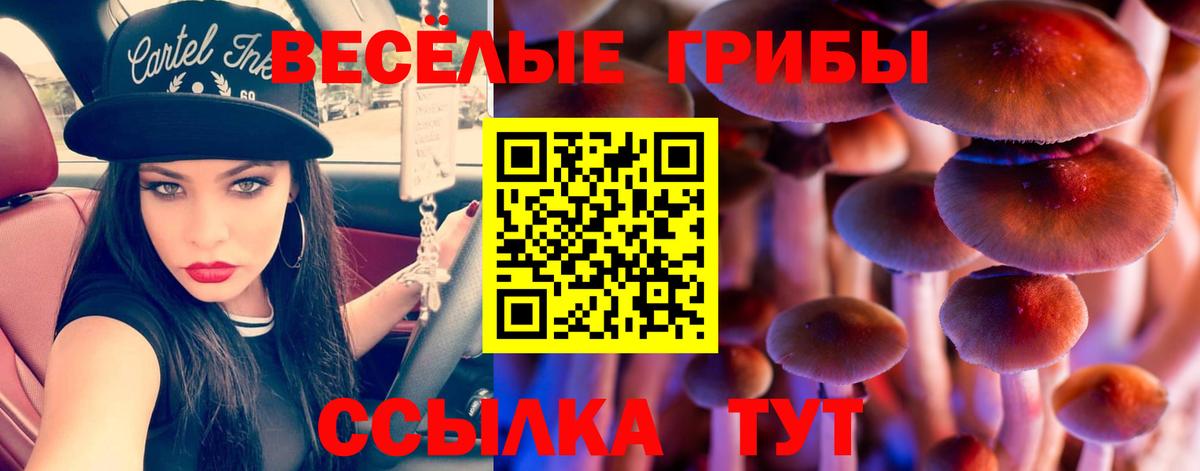 Галлюциногенные грибы Cubensis Ковров